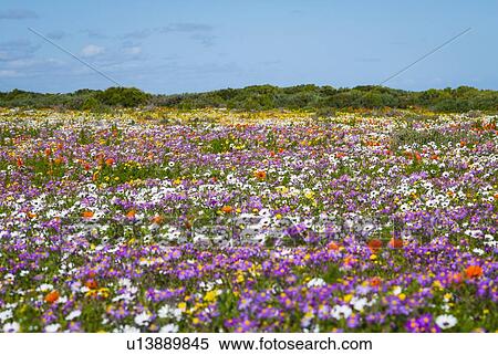 Field of flowers in rural landscape View Large Photo Image Stock Photography - Field of flowers in rural landscape. Fotosearch
