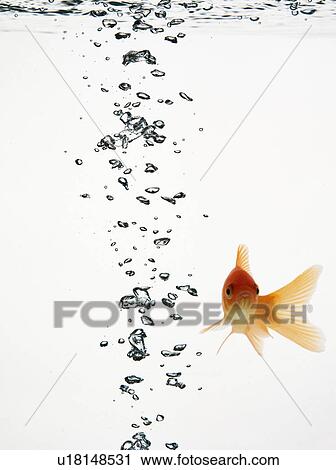 Stock Image - Fish swimming with bubbles water. Fotosearch