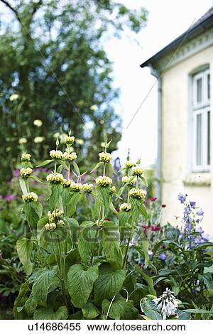 Flowers growing in garden View Large Photo Image Stock Photography - Flowers growing in garden. Fotosearch