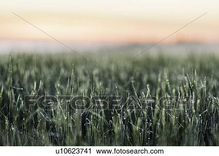 Frost on tall grass in field View Large Photo Image Stock Image - Frost on tall grass in field. Fotosearch