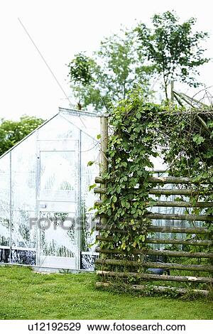 Greenhouse with plants in backyard View Large Photo Image Stock Photo - Greenhouse with plants in backyard. Fotosearch