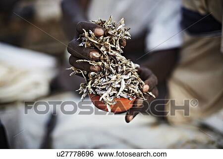 Stock Photograph - Hands holding a cup of Kapenta fish. Fotosearch