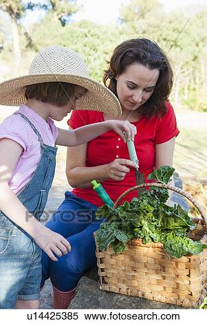 Mother and daughter picking vegetables View Large Photo Image Stock Photography - Mother and daughter picking vegetables. Fotosearch