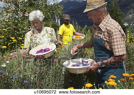 Older people picking flowers in field View Large Photo Image Stock Image - Older people picking flowers in field. Fotosearch