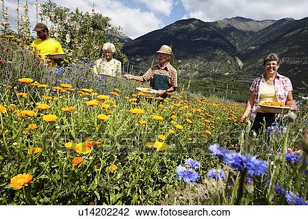 Stock Image - Older people picking flowers in field. Fotosearch
