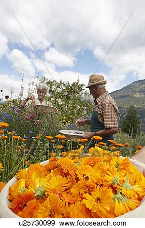 Stock Photo - Older people picking flowers in field. Fotosearch