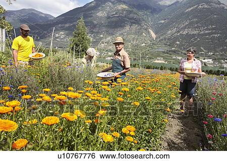 Older people picking flowers in field View Large Photo Image Stock Photograph - Older people picking flowers in field. Fotosearch