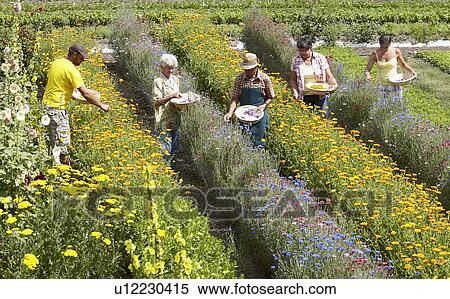 Stock Photography - Older people picking flowers in field. Fotosearch
