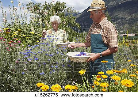 Older people picking flowers in field View Large Photo Image Stock Photography - Older people picking flowers in field. Fotosearch