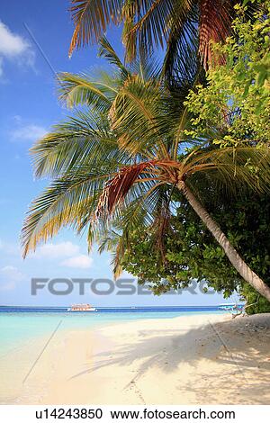Palm trees on tropical beach View Large Photo Image Stock Image - Palm trees on tropical beach. Fotosearch