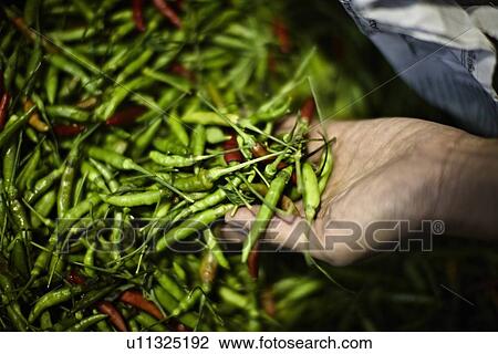 Pile of fresh chilis for sale in market View Large Photo Image Stock Image - Pile of fresh chilis for sale in market. Fotosearch
