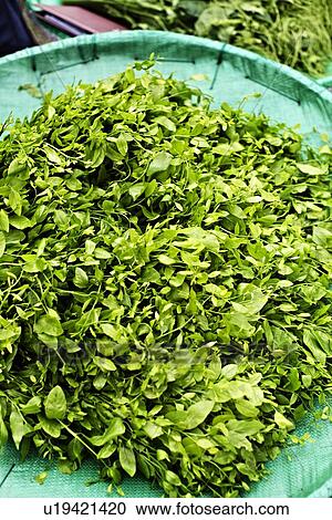 Pile of sweet leaf bush at market View Large Photo Image Stock Image - Pile of sweet leaf bush at market. Fotosearch