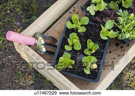 Stock Photo - Potted plants in wooden box. Fotosearch
