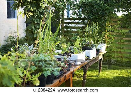 Potted plants on table in backyard View Large Photo Image Picture - Potted plants on table in backyard. Fotosearch