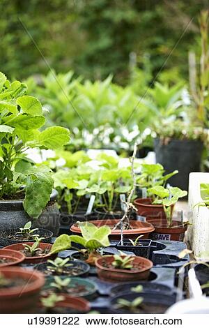 Stock Image - Potted plants on table in backyard. Fotosearch