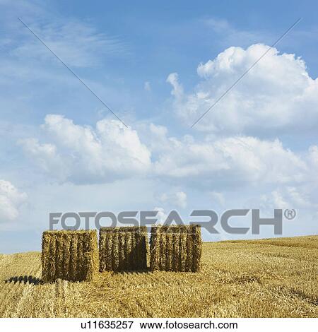 Stock Photo - Rolled hay bales in rural field. Fotosearch