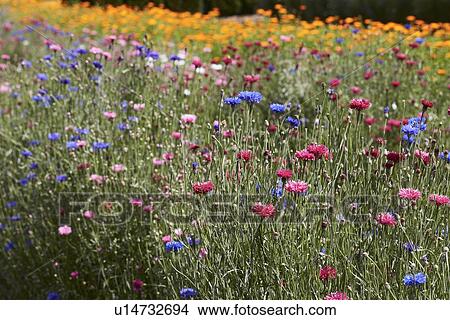 Picture - Row of colorful flowers in field. Fotosearch