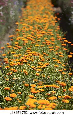 Row of orange flowers in field View Large Photo Image Stock Image - Row of orange flowers in field. Fotosearch