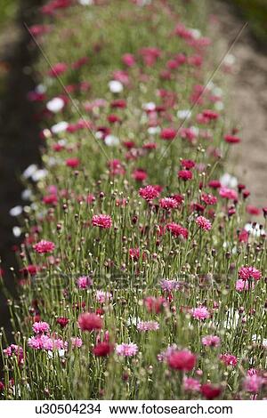 Picture - Row of pink and white flowers in field. Fotosearch