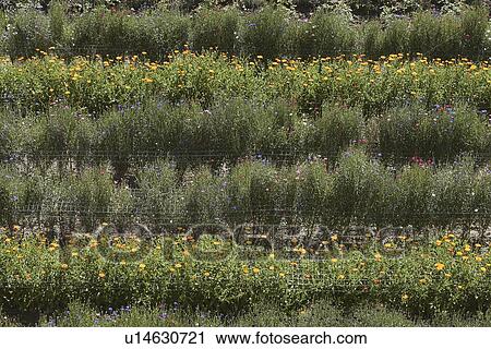 Rows of colorful flowers in field View Large Photo Image Stock Image - Rows of colorful flowers in field. Fotosearch