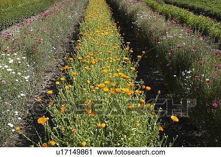 Rows of colorful flowers in field View Large Photo Image Stock Image - Rows of colorful flowers in field. Fotosearch