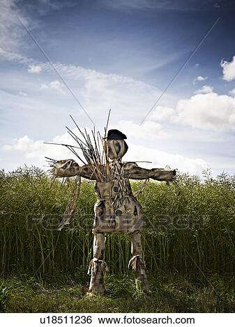 Scarecrow standing in grassy field View Large Photo Image Stock Photograph - Scarecrow standing in grassy field. Fotosearch