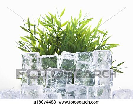 Stacked ice cubes by green plant View Large Photo Image Stock Image - Stacked ice cubes by green plant. Fotosearch