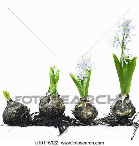 Stages of bulb growth to flower View Large Photo Image Stock Image - Stages of bulb growth to flower. Fotosearch