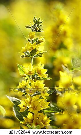Picture - Stalk of yellow flowers outdoors. Fotosearch
