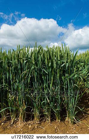 Stalks of corn growing in field View Large Photo Image Stock Image - Stalks of corn growing in field. Fotosearch