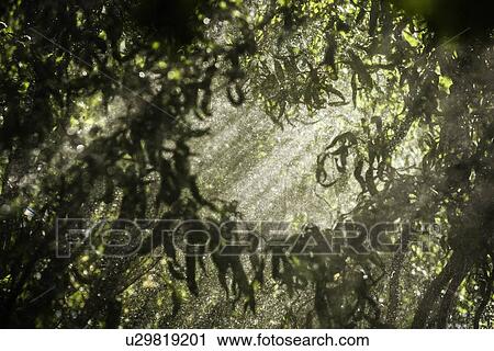 Stock Image - Sun shining through tree branches. Fotosearch