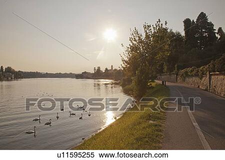 Swans swimming in still rural river View Large Photo Image Stock Photography - Swans swimming in still rural river. Fotosearch