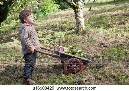 Stock Photo - Toddler boy pushing wheelbarrow of fruit. Fotosearch