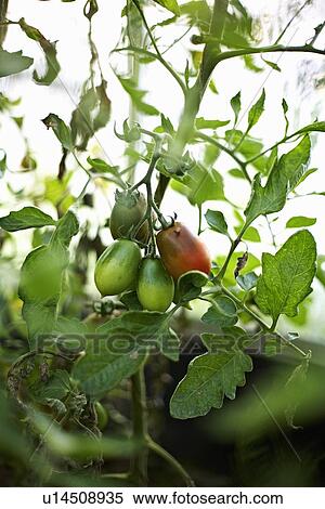 Tomatoes growing on vine outdoors View Large Photo Image Stock Photography - Tomatoes growing on vine outdoors. Fotosearch