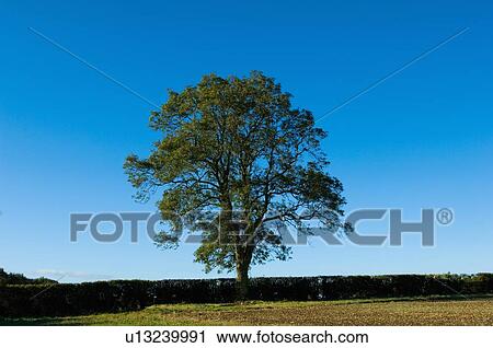 Tree growing in grassy rural field View Large Photo Image Stock Image - Tree growing in grassy rural field. Fotosearch