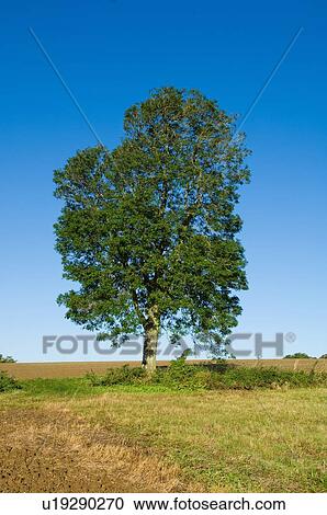 Tree growing in grassy rural field View Large Photo Image Stock Image - Tree growing in grassy rural field. Fotosearch