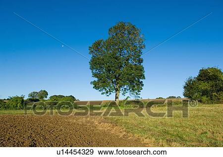 Tree growing in grassy rural field View Large Photo Image Stock Photo - Tree growing in grassy rural field. Fotosearch
