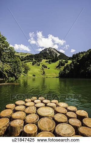 Stock Photography - Tree stumps in still rural lake. Fotosearch