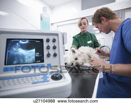 Veterinarian and nurse examining dog View Large Photo Image Stock Photo - Veterinarian and nurse examining dog. Fotosearch