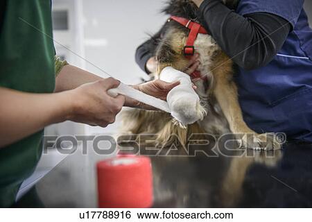 Stock Photograph - Veterinarian and nurse examining dog. Fotosearch