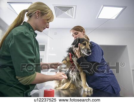 Veterinarian and nurse examining dog View Large Photo Image Stock Photography - Veterinarian and nurse examining dog. Fotosearch