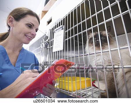 Veterinarian examining cat in kennel View Large Photo Image Picture - Veterinarian examining cat in kennel. Fotosearch