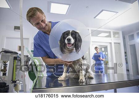 Veterinarian examining dog in cone View Large Photo Image Stock Photography - Veterinarian examining dog in cone. Fotosearch
