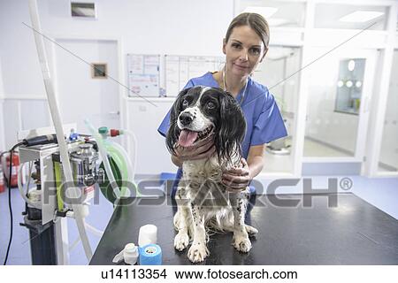 Veterinarian examining dog in office View Large Photo Image Picture - Veterinarian examining dog in office. Fotosearch