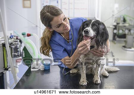 Stock Image - Veterinarian examining dog in office. Fotosearch