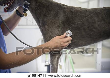 Veterinarian examining dog in office View Large Photo Image Stock Image - Veterinarian examining dog in office. Fotosearch