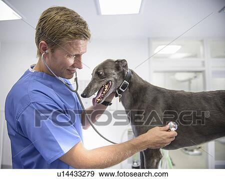 Stock Photo - Veterinarian examining dog in office. Fotosearch
