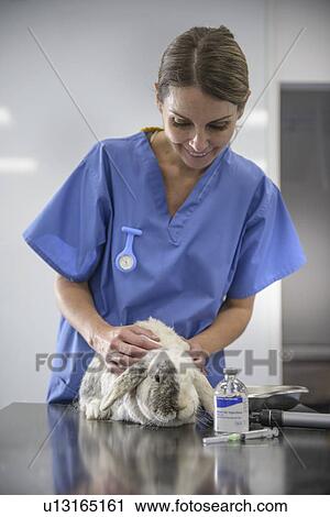 Veterinarian examining rabbit in office View Large Photo Image Stock Image - Veterinarian examining rabbit in office. Fotosearch