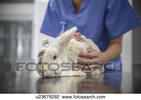 Veterinarian examining rabbit in office View Large Photo Image Stock Image - Veterinarian examining rabbit in office. Fotosearch