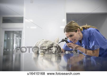 Veterinarian examining rabbit in office View Large Photo Image Stock Photo - Veterinarian examining rabbit in office. Fotosearch